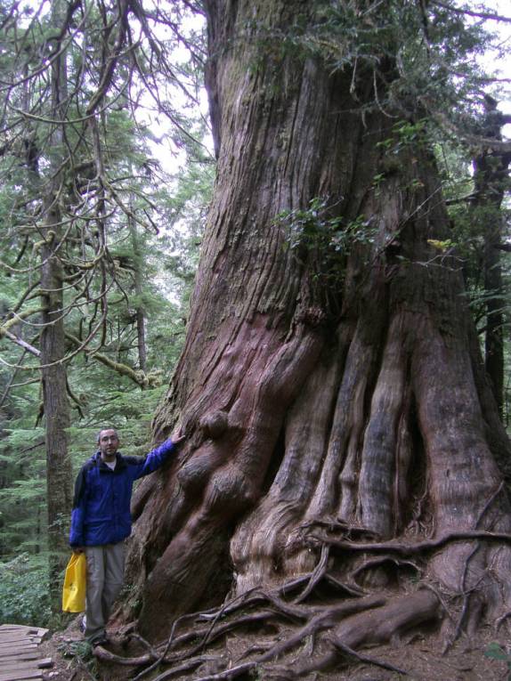 Um passeio pela mata de uma ilha próxima à Tofino, na costa oeste da Vancouver Island, nos leva até árvores centenárias, quase sagradas! (na Columbia Britânica.no Canadá)